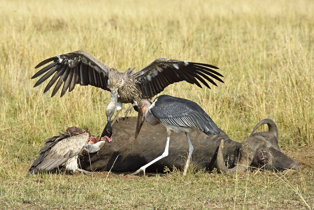 Maribou stork and vultures scavenge
