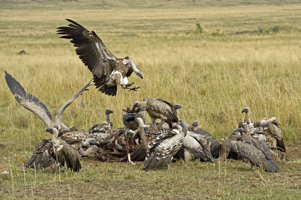 Ultimately dozens of vultures scavenge every bit of the buffalo