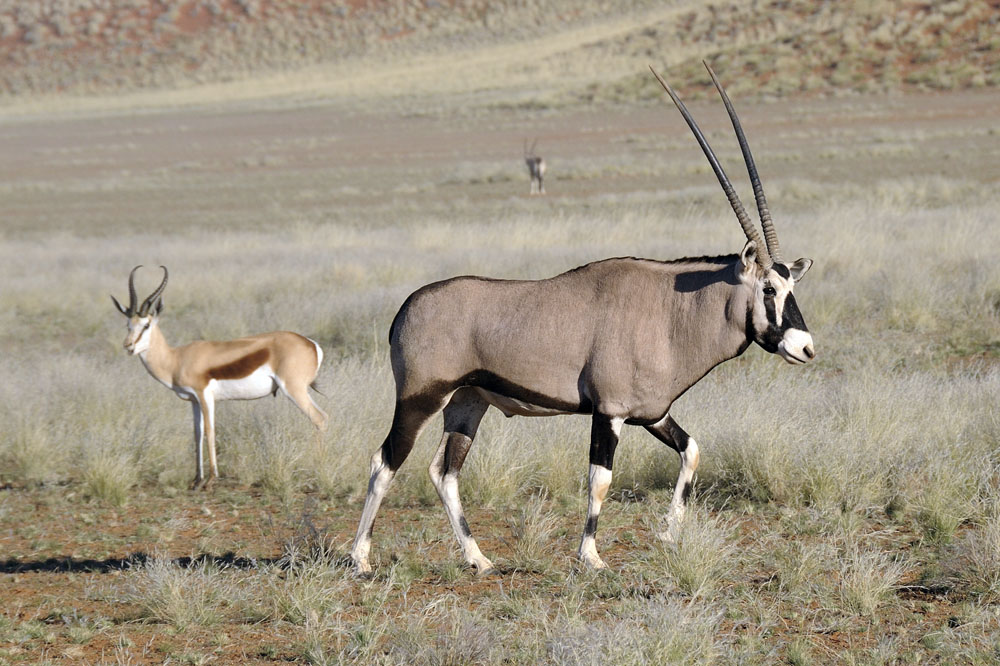 Oryx, very common in Namibia