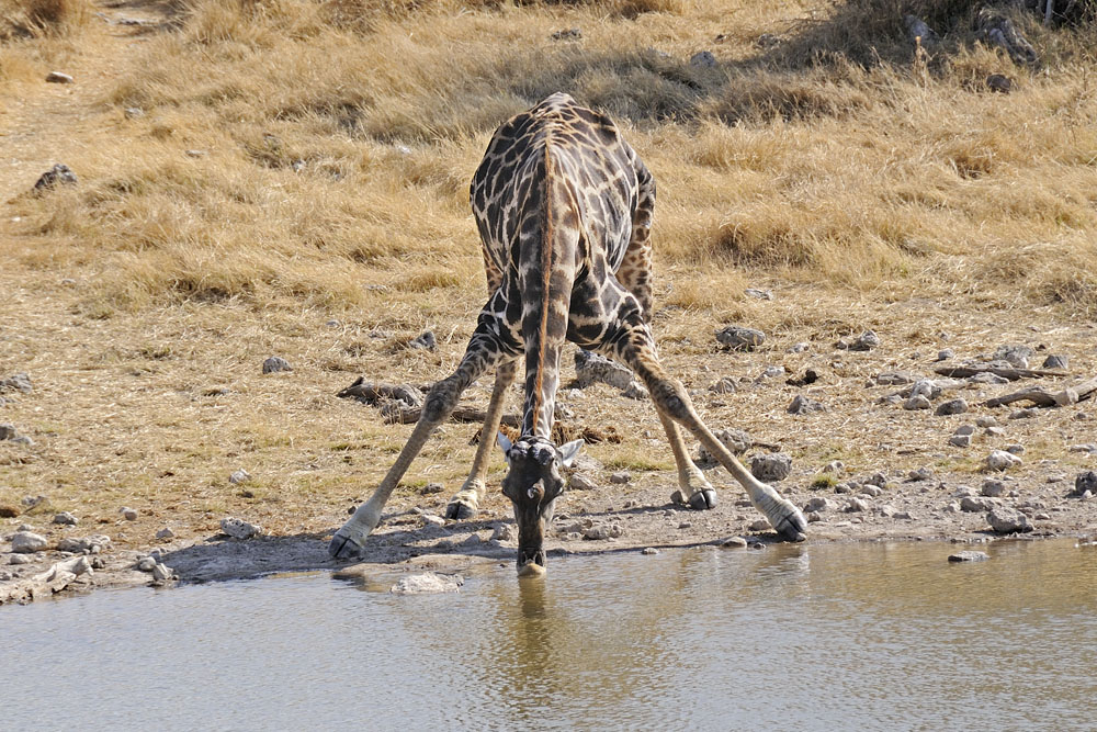 Giraffe drinking from water hole