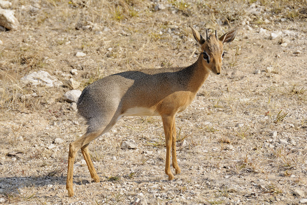 The dik dik is the smallest of the antelopes