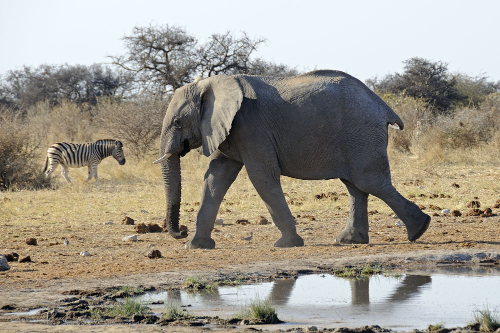 Elephant at water hole