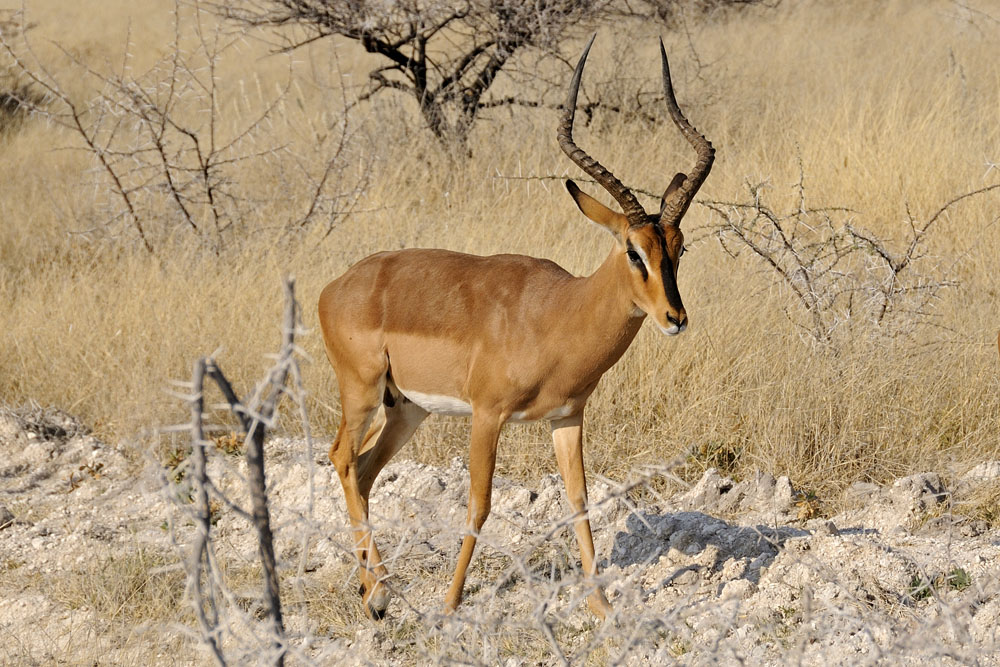 Black faced impala