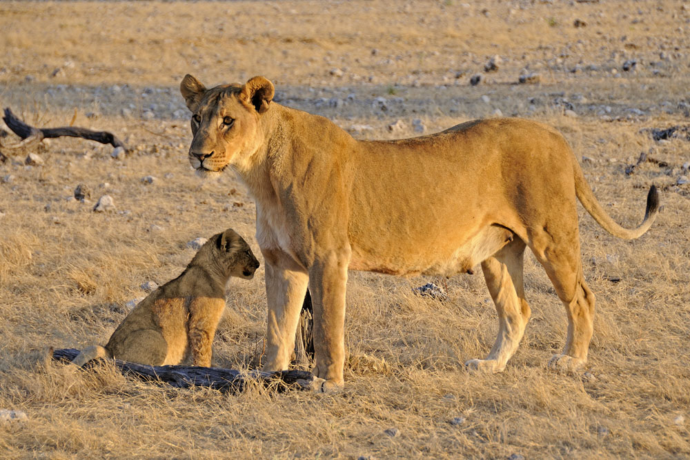 Female lion and cub