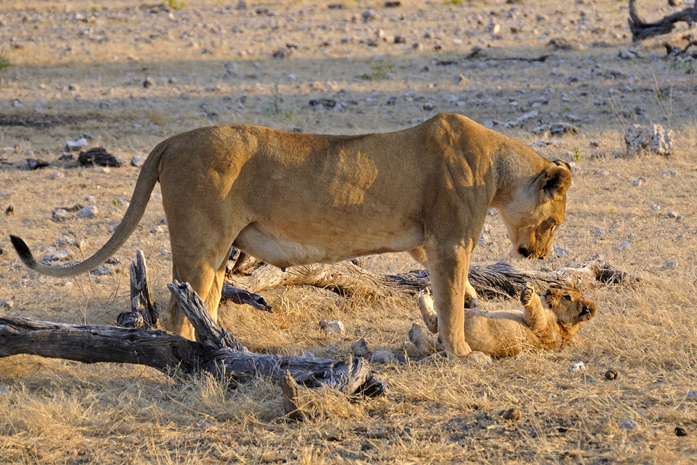 Female lion playing with cub