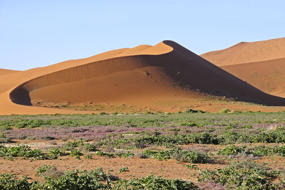 Vegetation and sand dune near Sossusvlei