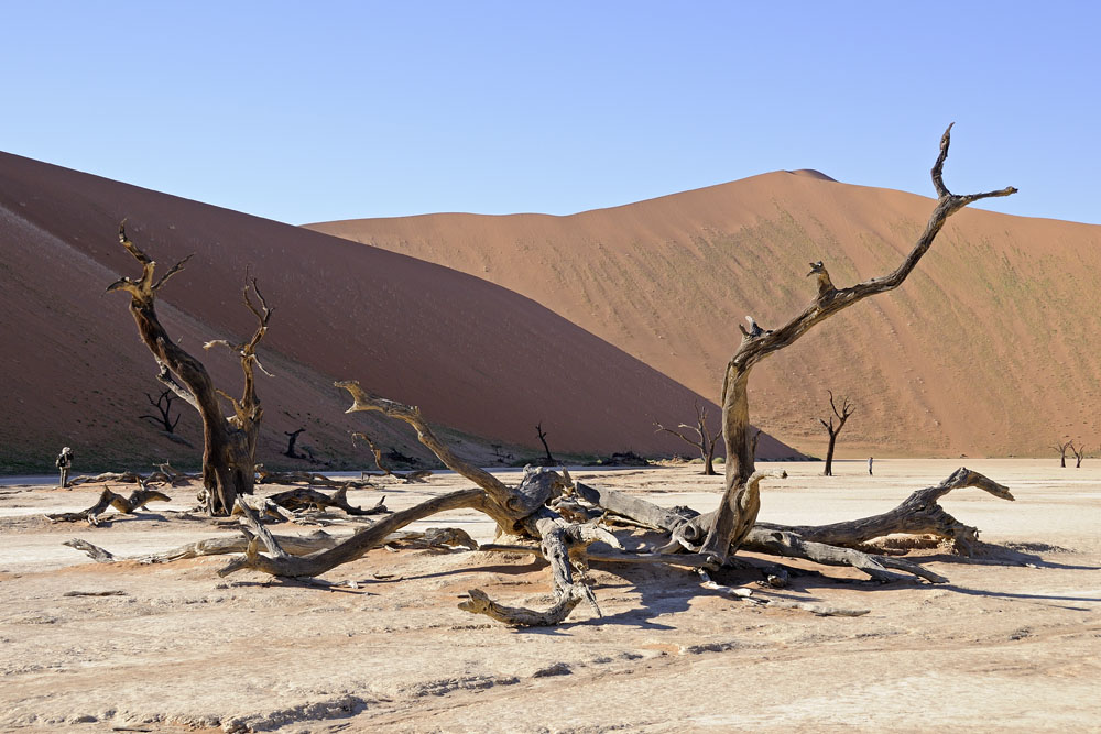Dead Vlei, a white clay pan with its 900 year old dead trees