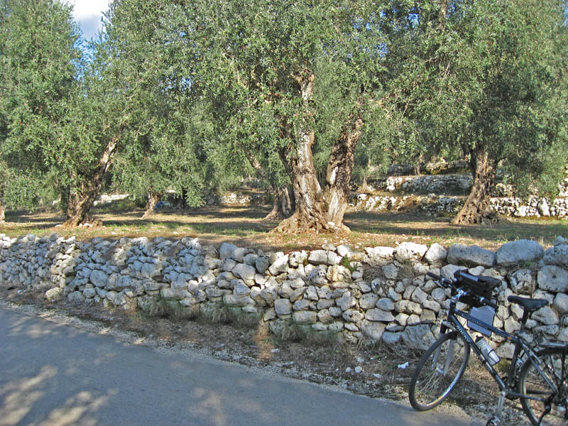Bicycling through the Olive Groves