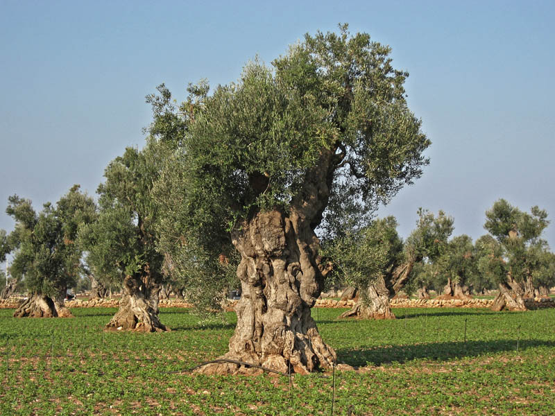Old Olive Tree in Field