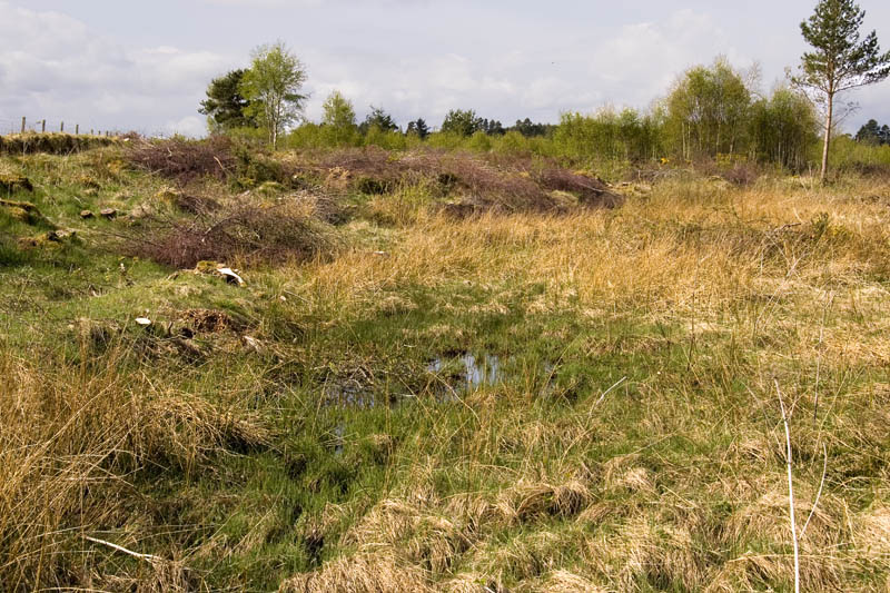 The bog at the site of the battle of Culloden