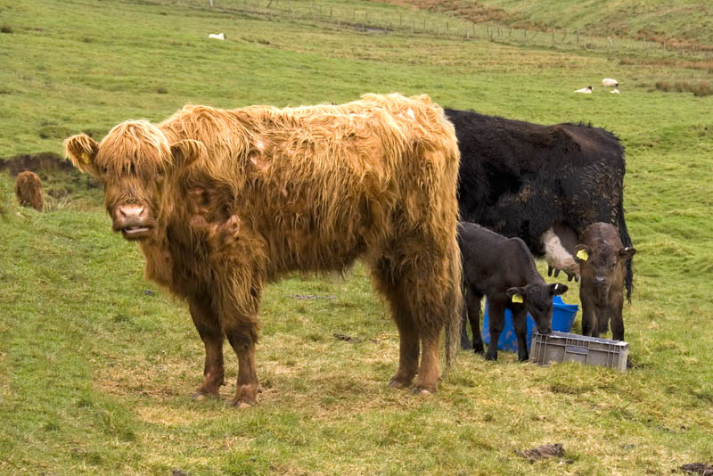 Highland Cow (Heilan' Coo)