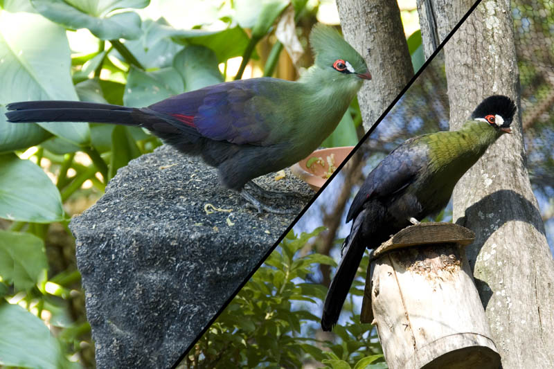 Green-crested and Hartlaubs Turaco