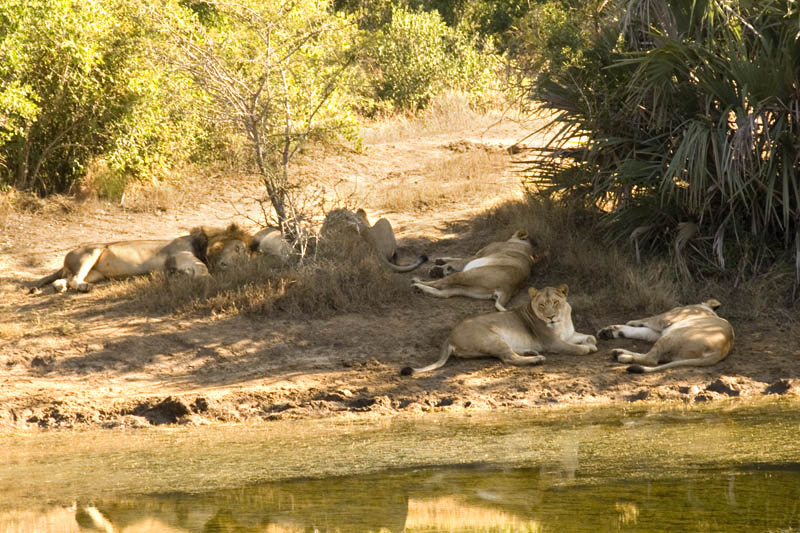 Lions sleeping by day