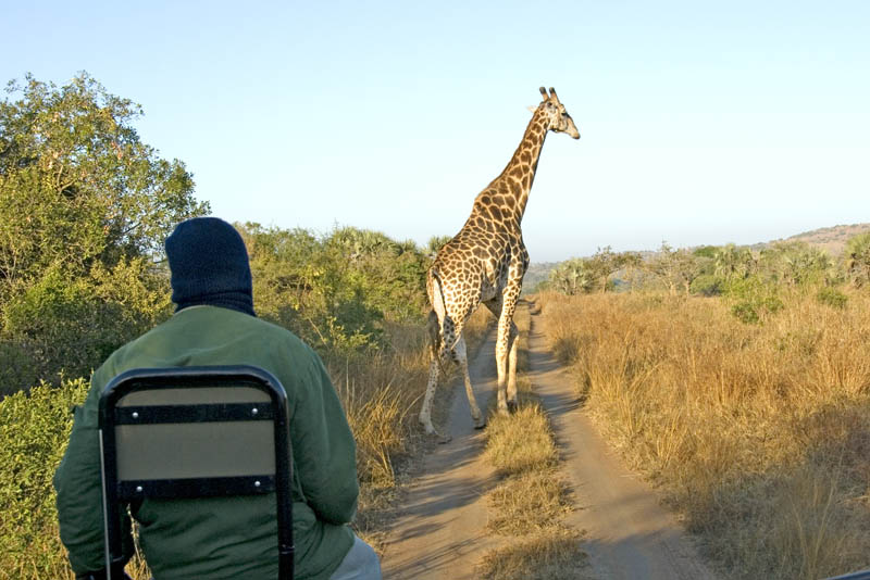 Giraffe in road