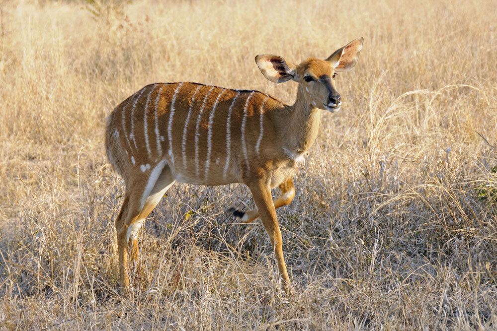 Nyala antelope juvenile