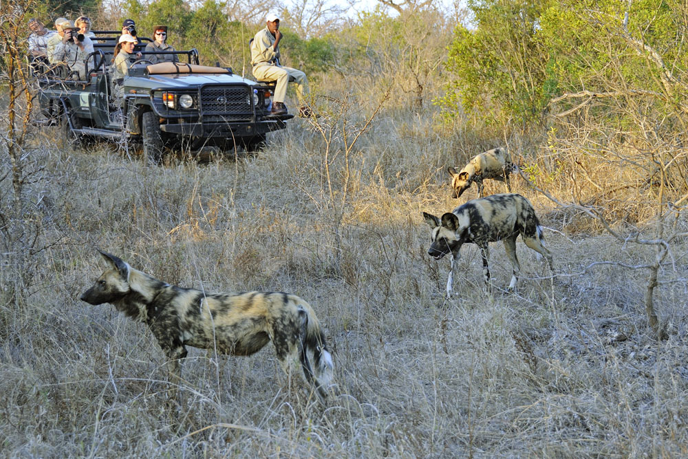 Wild dogs and game drive vehicle
