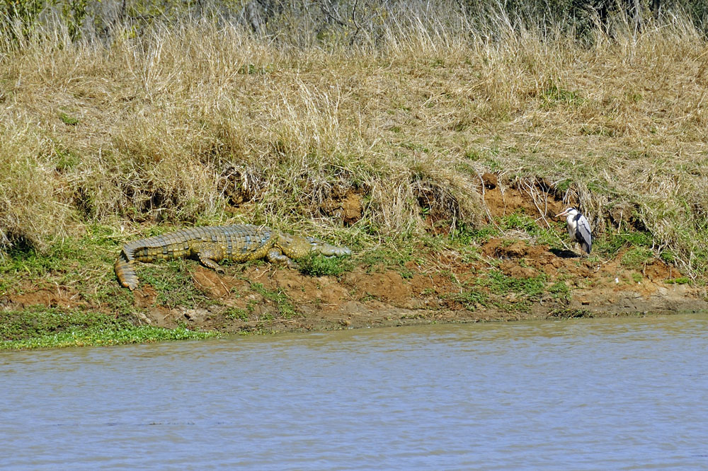 Crocodile and bird in Kruger National Park