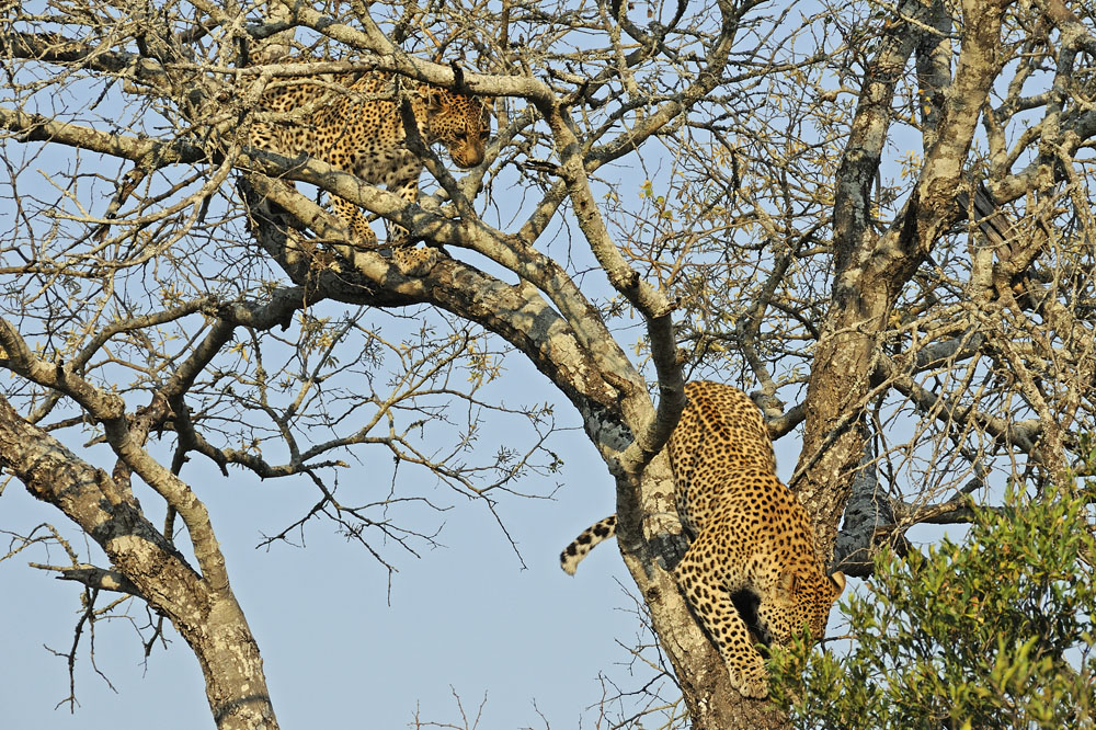 Two leopards in tree