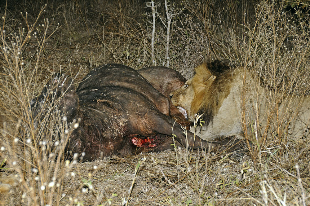 Male lion eating buffalo at night