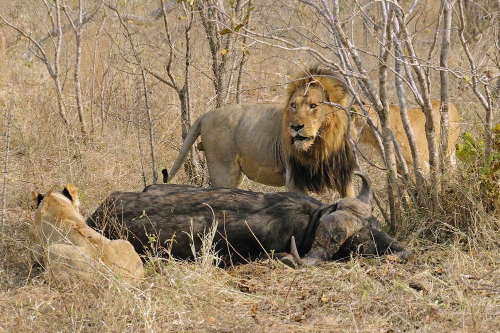 Lions at killed buffalo