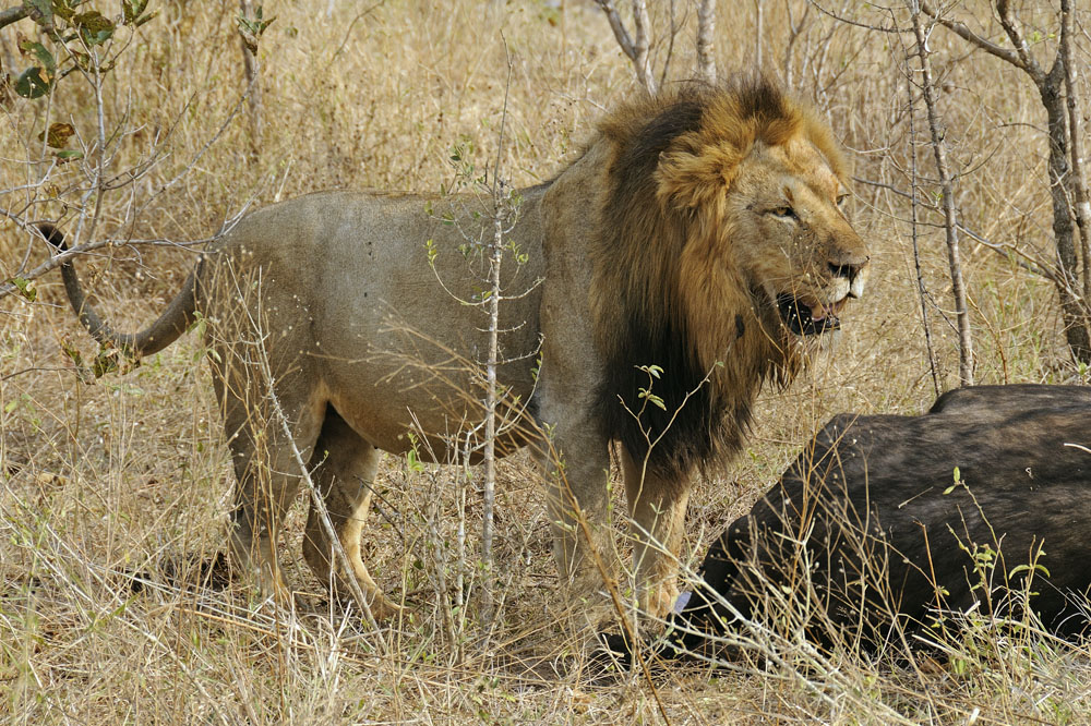 Male lion stands next to killed buffalo