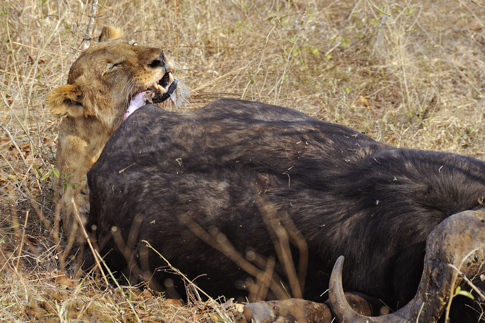 Female lion eating tail of killed buffalo