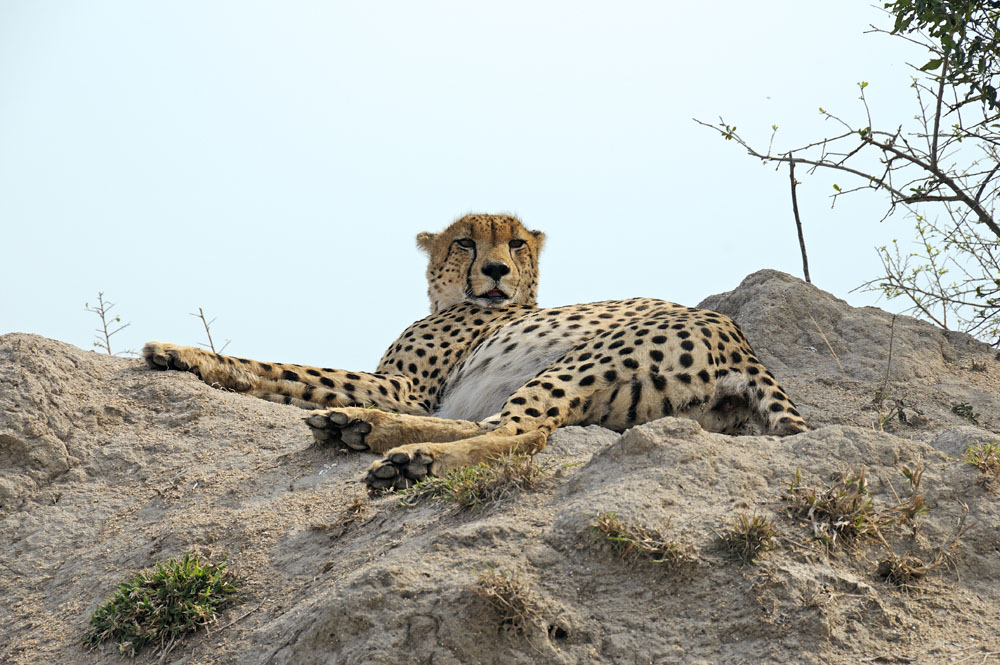 Cheetah on top of large termite mound