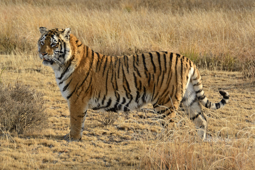 There are 14 tigers in the reserve
