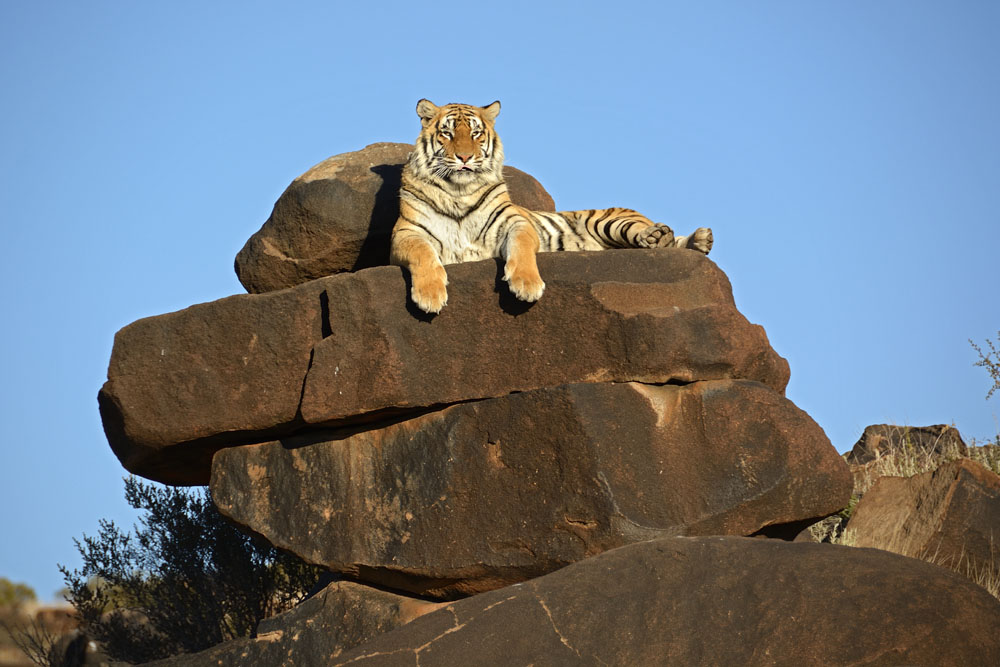 Tiger perched on a rock mound