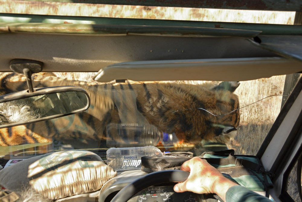 Tiger rolled over onto its side on the vehicle's hood