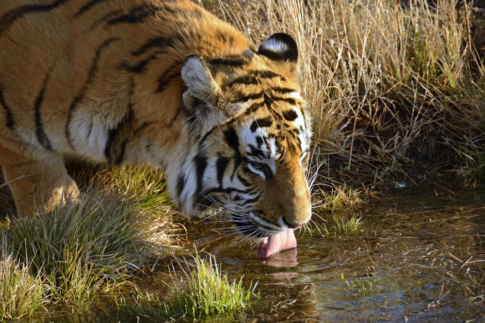 Tiger drinking from water hole