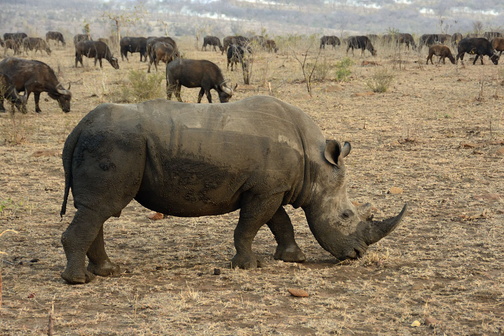 White rhino in herd of cape buffalo