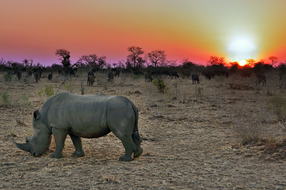 White rhino at sunset