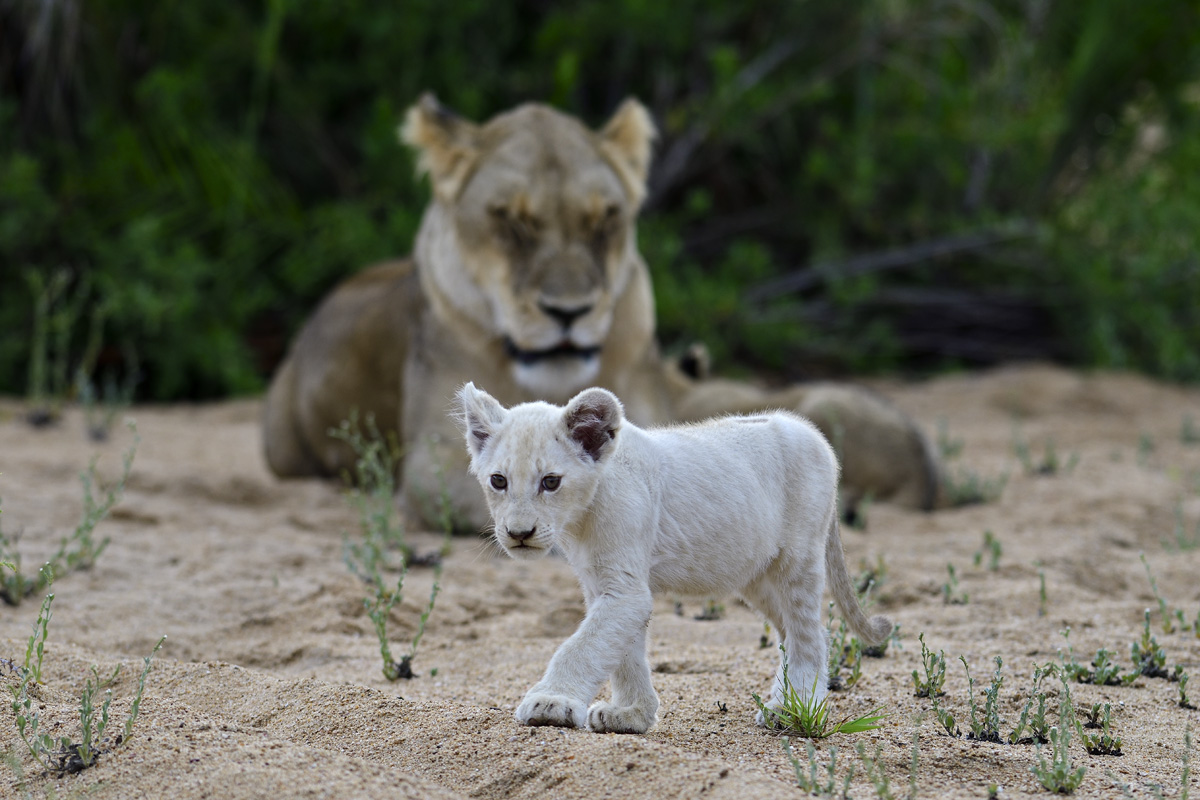 Extremely rare white lion cub