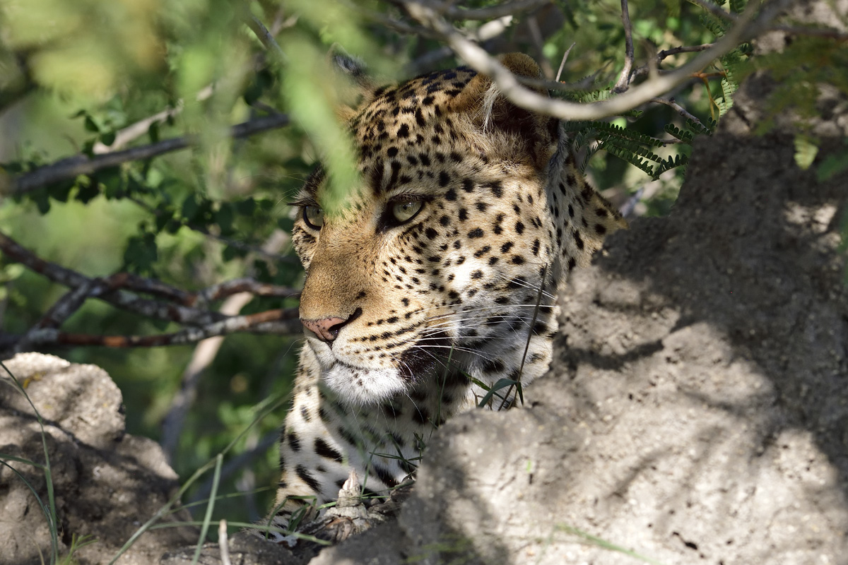 Leopard