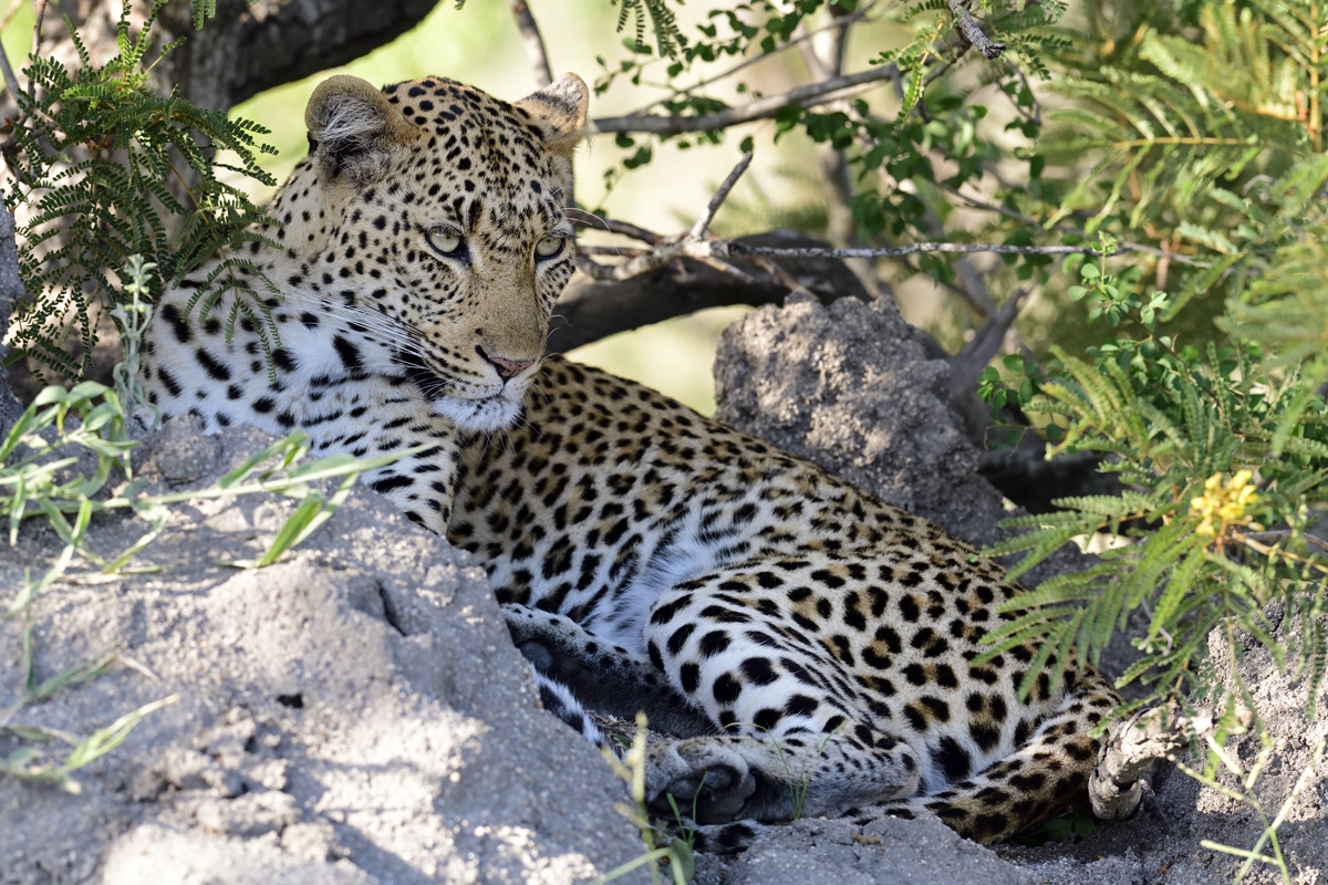 Leopard