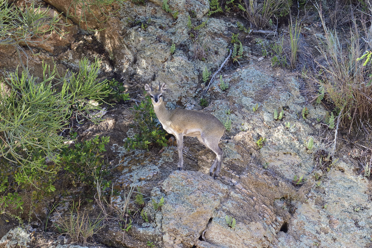 Klipspringer Antelope