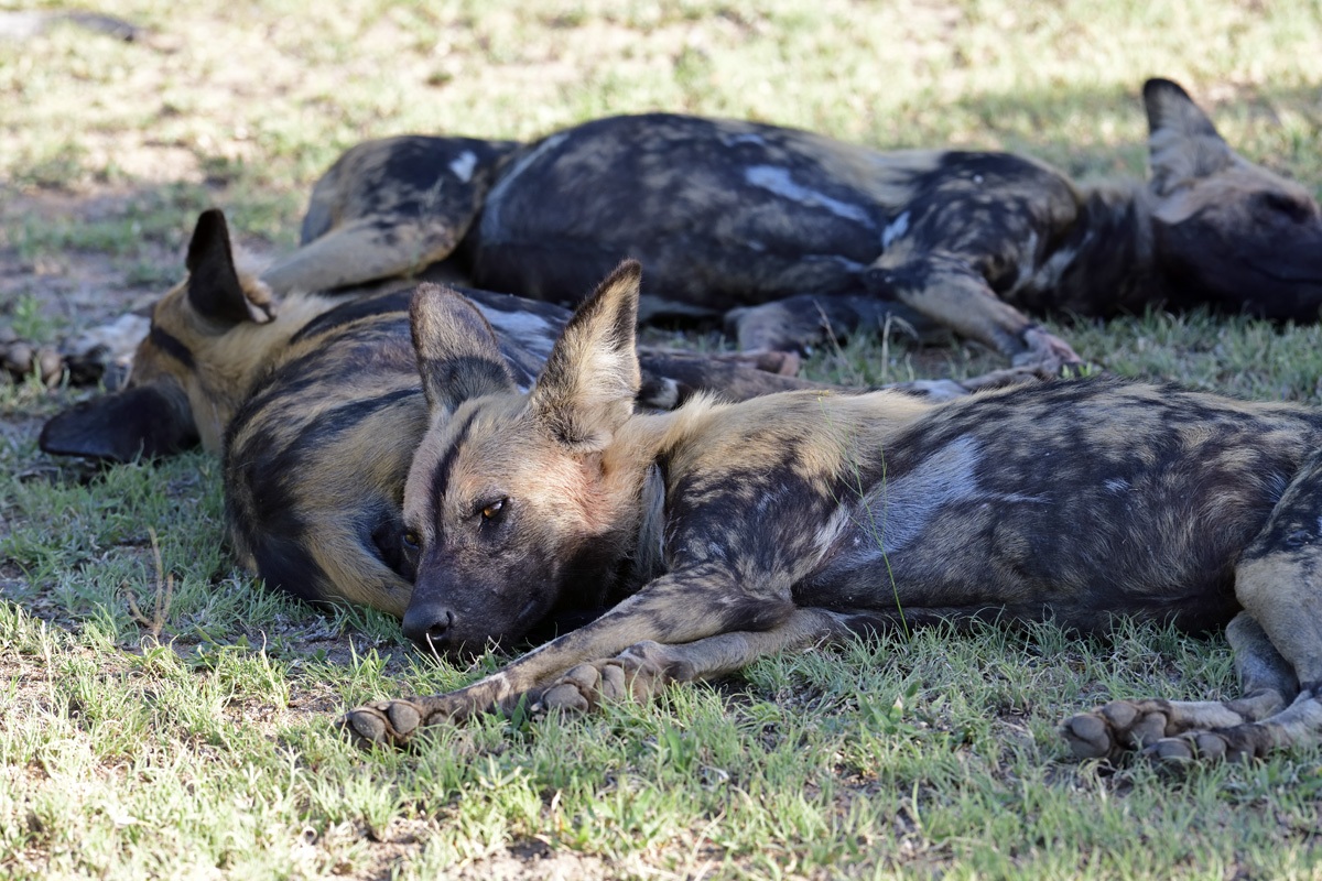 Wild Dog