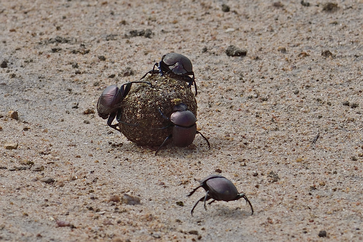 Dung Beetles