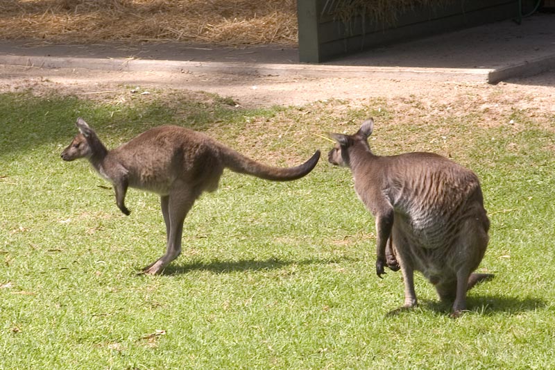 Kangaroos at Healesville Sanctuary