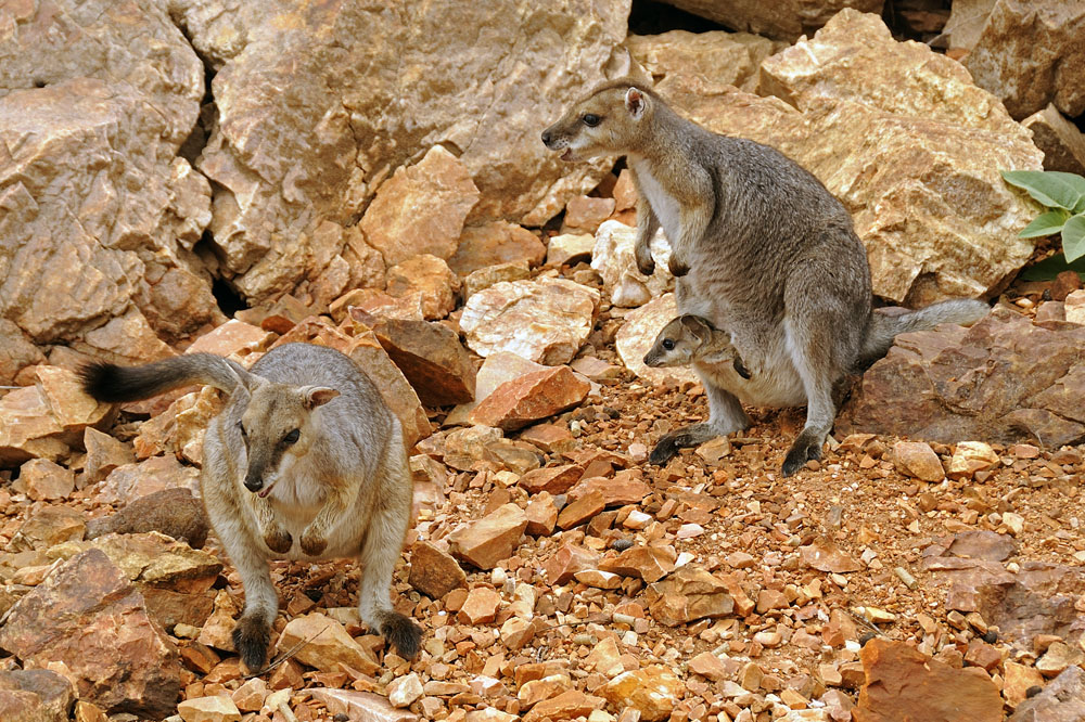 Wallabies on bank of Lake Argyle, female with Joey in pouch