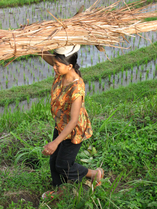 Balinese woman working in the rice fields