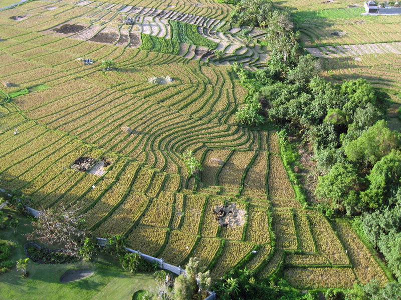 Terraced rice fields from helicopter