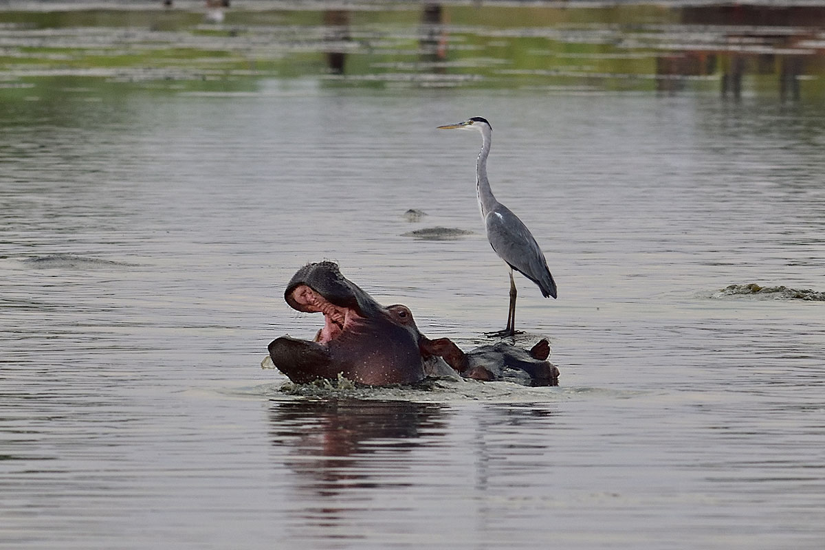 Hippo with Heron