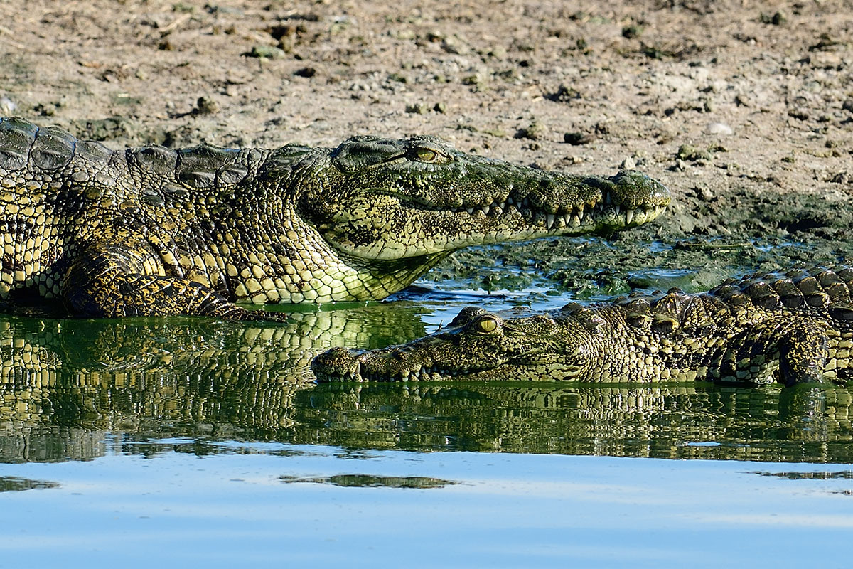 Crocodiles in water