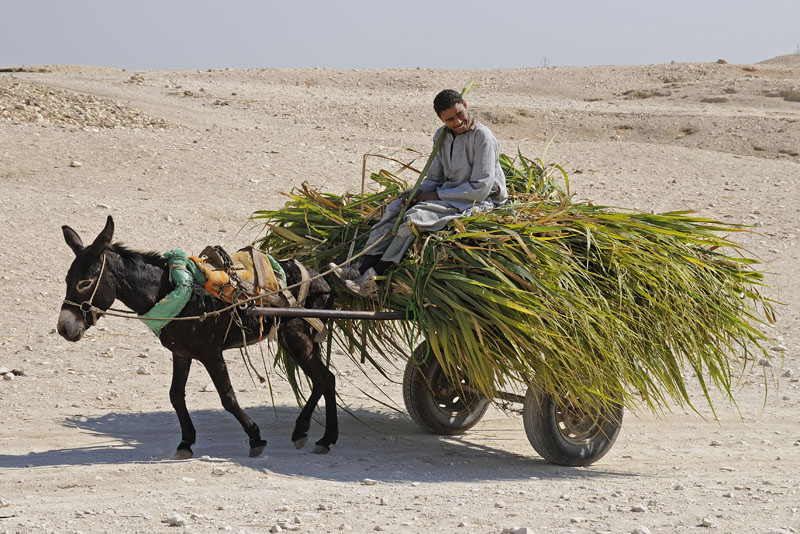 Cart laden with sugar cane