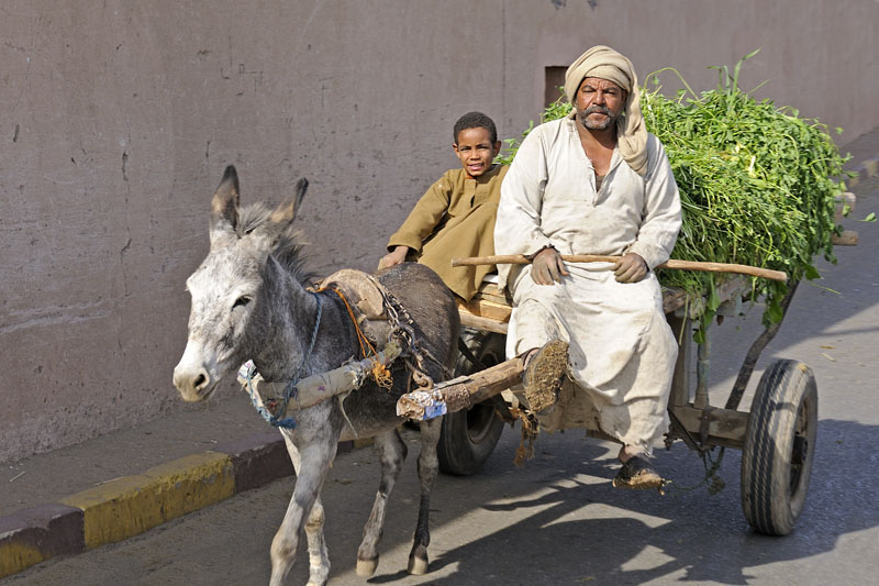 Donkey cart: look at the man's shoes