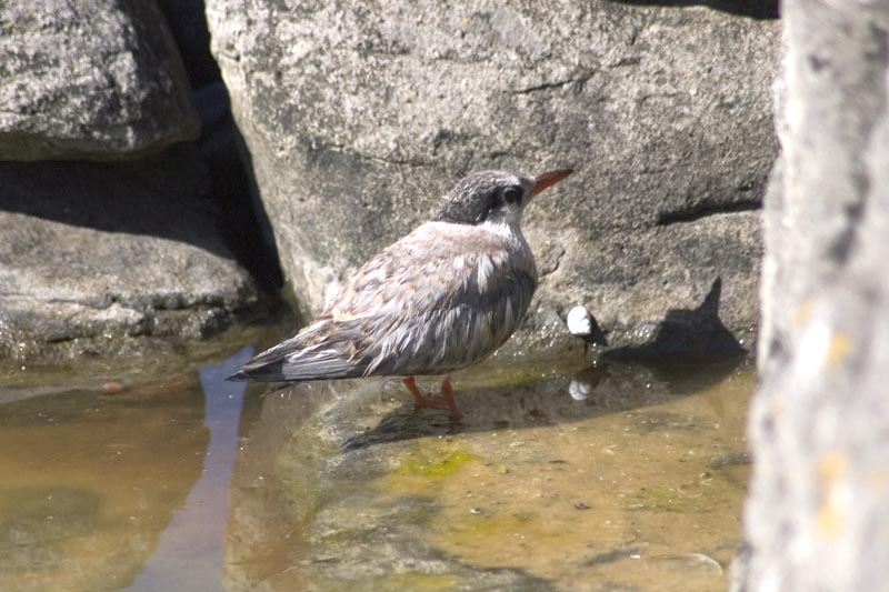 Baby bird chick on Vigur Island