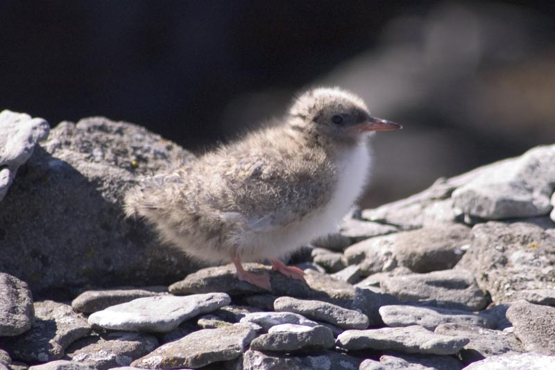 Baby bird chick on Vigur Island