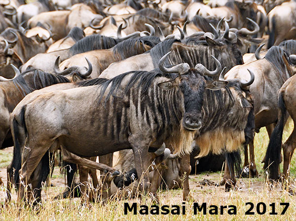 Maasai Mara 2017